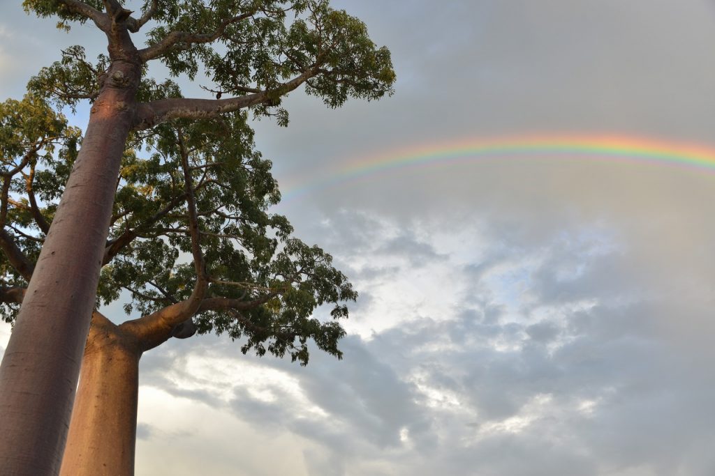 バオバブ街道の虹