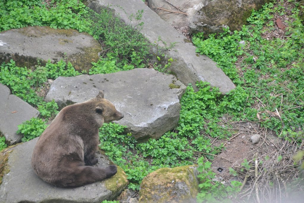 チェスキークルムロフ城で飼育されている熊