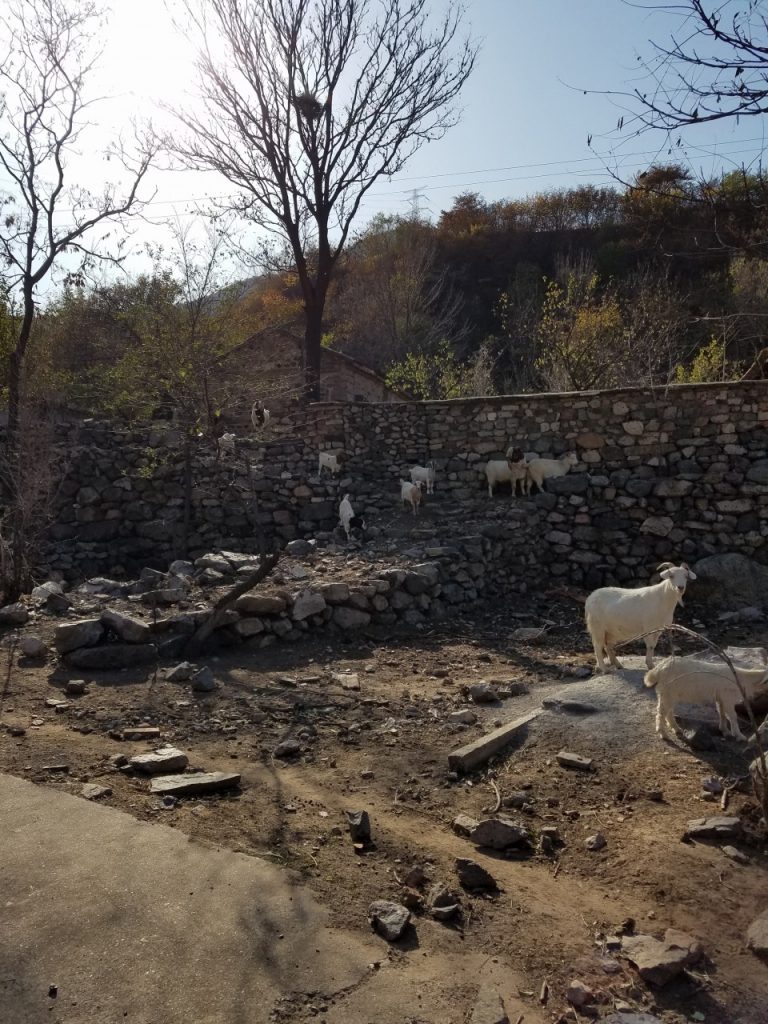 万里の長城マラソン　農村区間のヤギ
